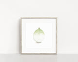 Watercolor Onion Painting, Kitchen Art, Vegetable Print, Onion Art, White onion, Garden Plant art - Emilie Taylor Art