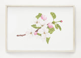 Apple Blossom Print, Watercolor Apple Blossom Painting, Apple Tree, Floral Art Print, Floral Decor - Emilie Taylor Art