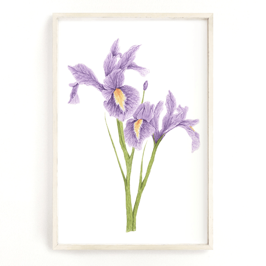 Iris Print, Watercolor Irises Painting, Iris Art, Floral Art, Floral Print, Purple Irises Emilie Taylor Art