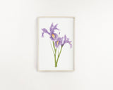 Iris Print, Watercolor Irises Painting, Iris Art, Floral Art, Floral Print, Purple Irises