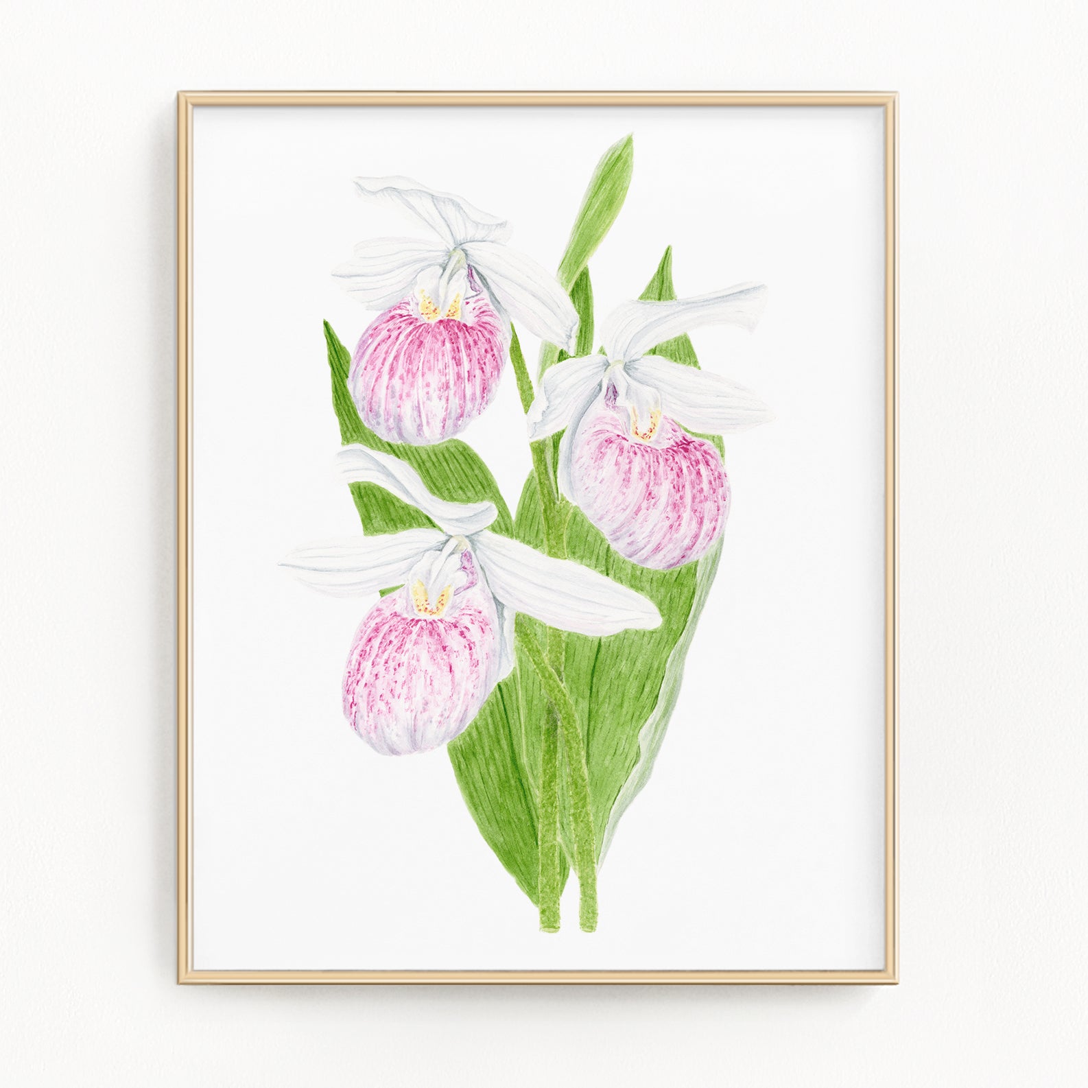 Lady's Slipper Print, Watercolor Lady Slipper Painting, Minnesota State Flower Emilie Taylor Art