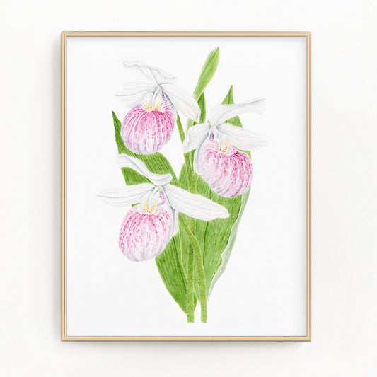 Lady's Slipper Print, Watercolor Lady Slipper Painting, Minnesota State Flower Emilie Taylor Art
