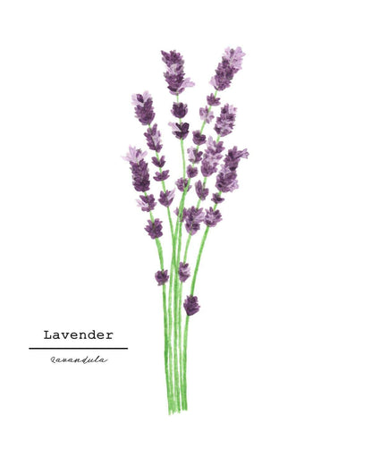 Lavender Watercolor Painting, Kitchen Wall Art, Herb Painting, Botanical Art, Gardener Present Emilie Taylor Art