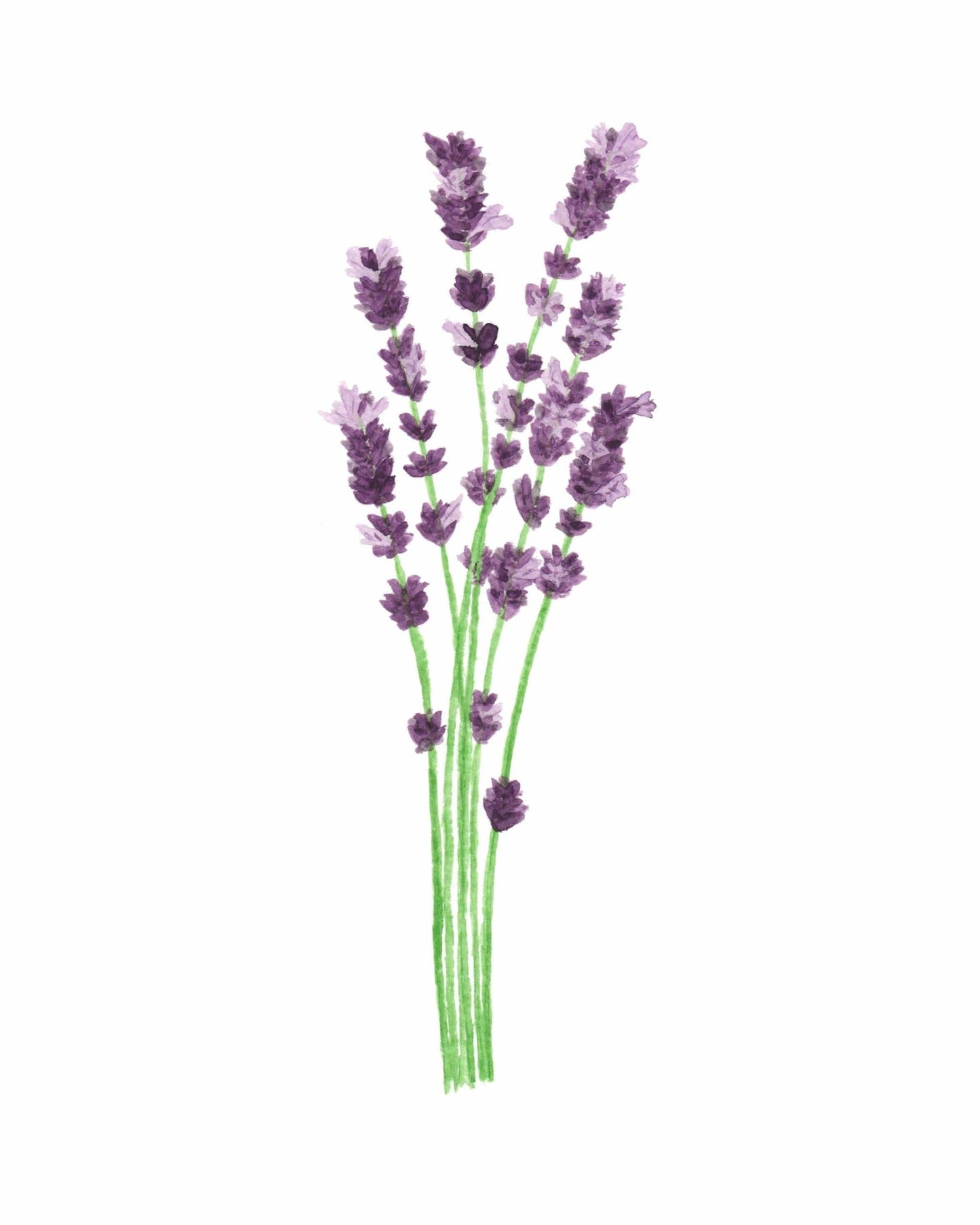Lavender Watercolor Painting, Kitchen Wall Art, Herb Painting, Botanical Art, Gardener Present Emilie Taylor Art