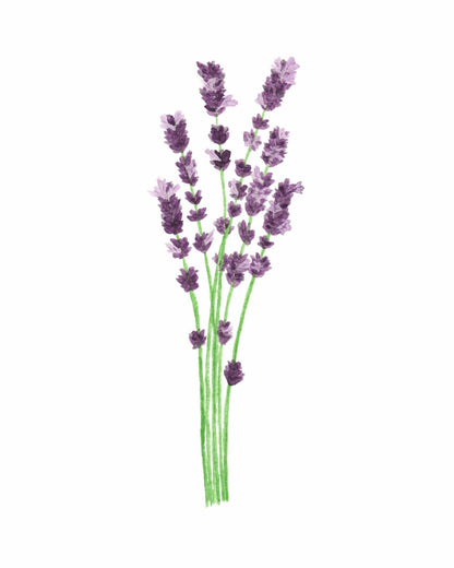 Lavender Watercolor Painting, Kitchen Wall Art, Herb Painting, Botanical Art, Gardener Present Emilie Taylor Art
