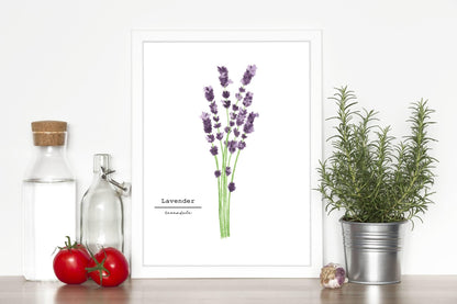 Lavender Watercolor Painting, Kitchen Wall Art, Herb Painting, Botanical Art, Gardener Present Emilie Taylor Art