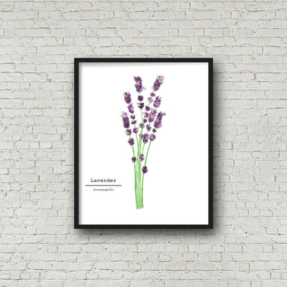 Lavender Watercolor Painting, Kitchen Wall Art, Herb Painting, Botanical Art, Gardener Present Emilie Taylor Art