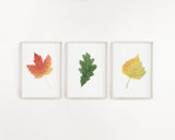 Watercolor Birch leaf Painting, Fall Decor, Leaf Print, Botanical Art, Birch Leaf, Birch Tree - Emilie Taylor Art