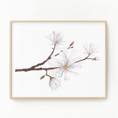 Magnolia Print, Watercolor Magnolia Painting, Floral Art Print, Star Magnolia Emilie Taylor Art