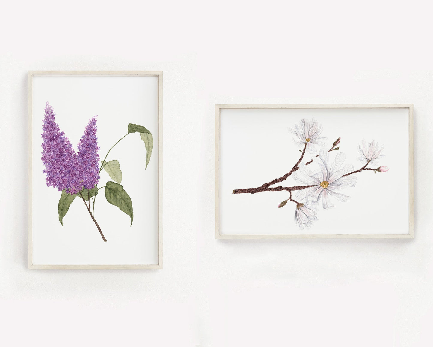 Magnolia Print, Watercolor Magnolia Painting, Floral Art Print, Star Magnolia Emilie Taylor Art