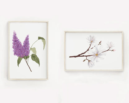 Magnolia Print, Watercolor Magnolia Painting, Floral Art Print, Star Magnolia Emilie Taylor Art