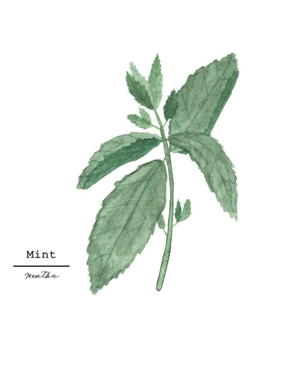 Mint Watercolor Painting, Kitchen Wall Art, Fine Art Print, Home Decor, Herb Painting, Botanical Art Emilie Taylor Art