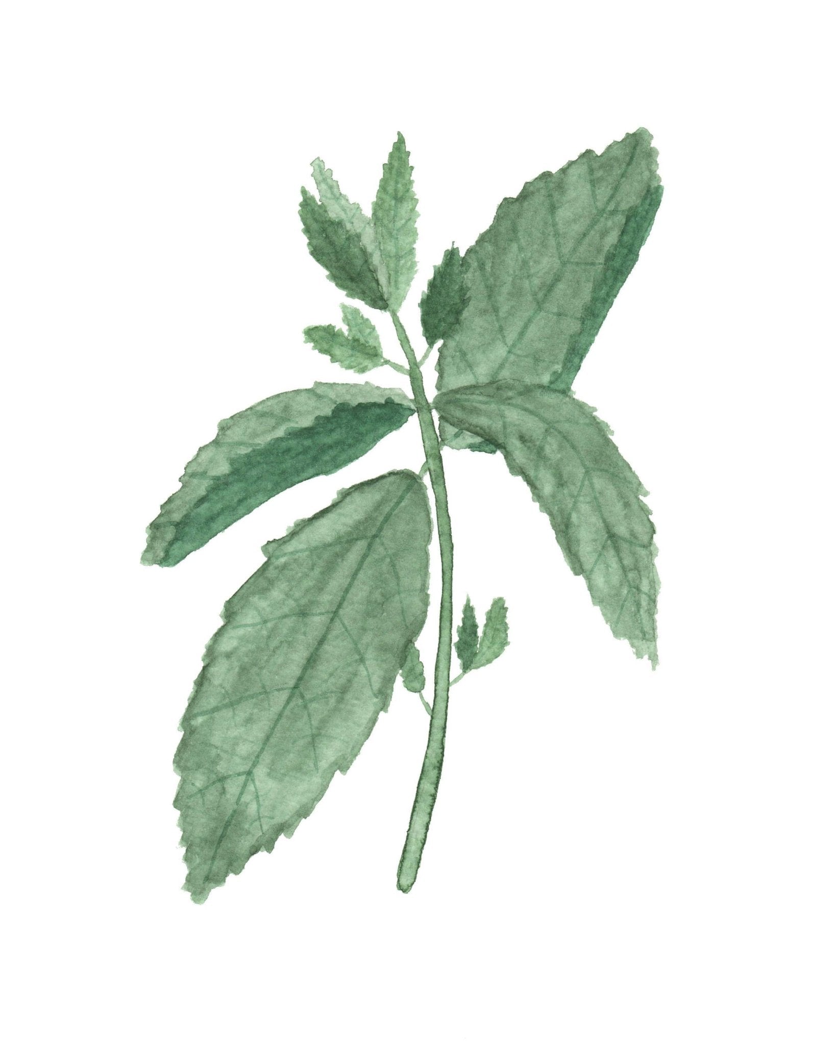 Mint Watercolor Painting, Kitchen Wall Art, Fine Art Print, Home Decor, Herb Painting, Botanical Art Emilie Taylor Art