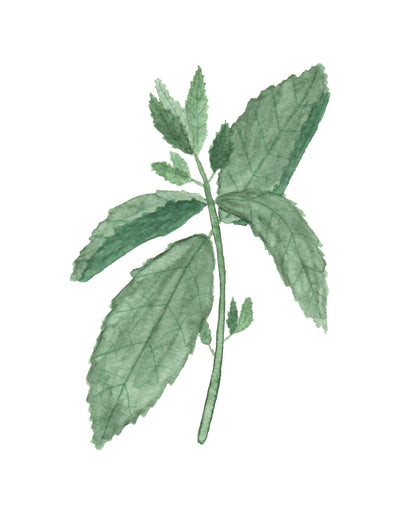 Mint Watercolor Painting, Kitchen Wall Art, Fine Art Print, Home Decor, Herb Painting, Botanical Art Emilie Taylor Art