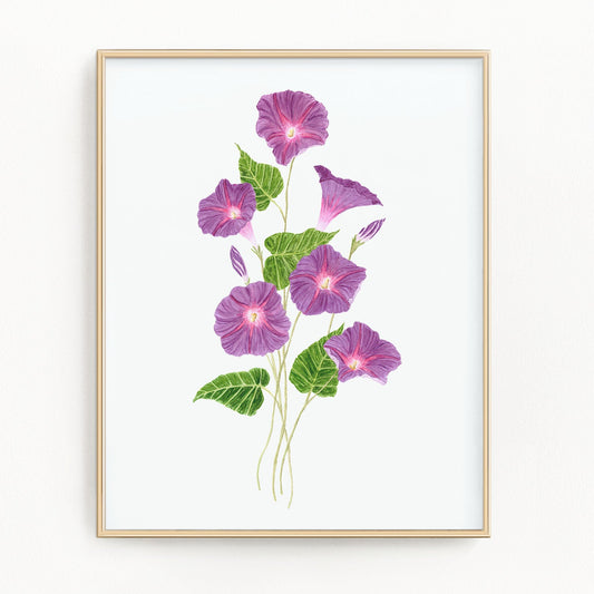 Morning Glories Print, Watercolor Morning Glory Painting, Morning Glory Art Emilie Taylor Art