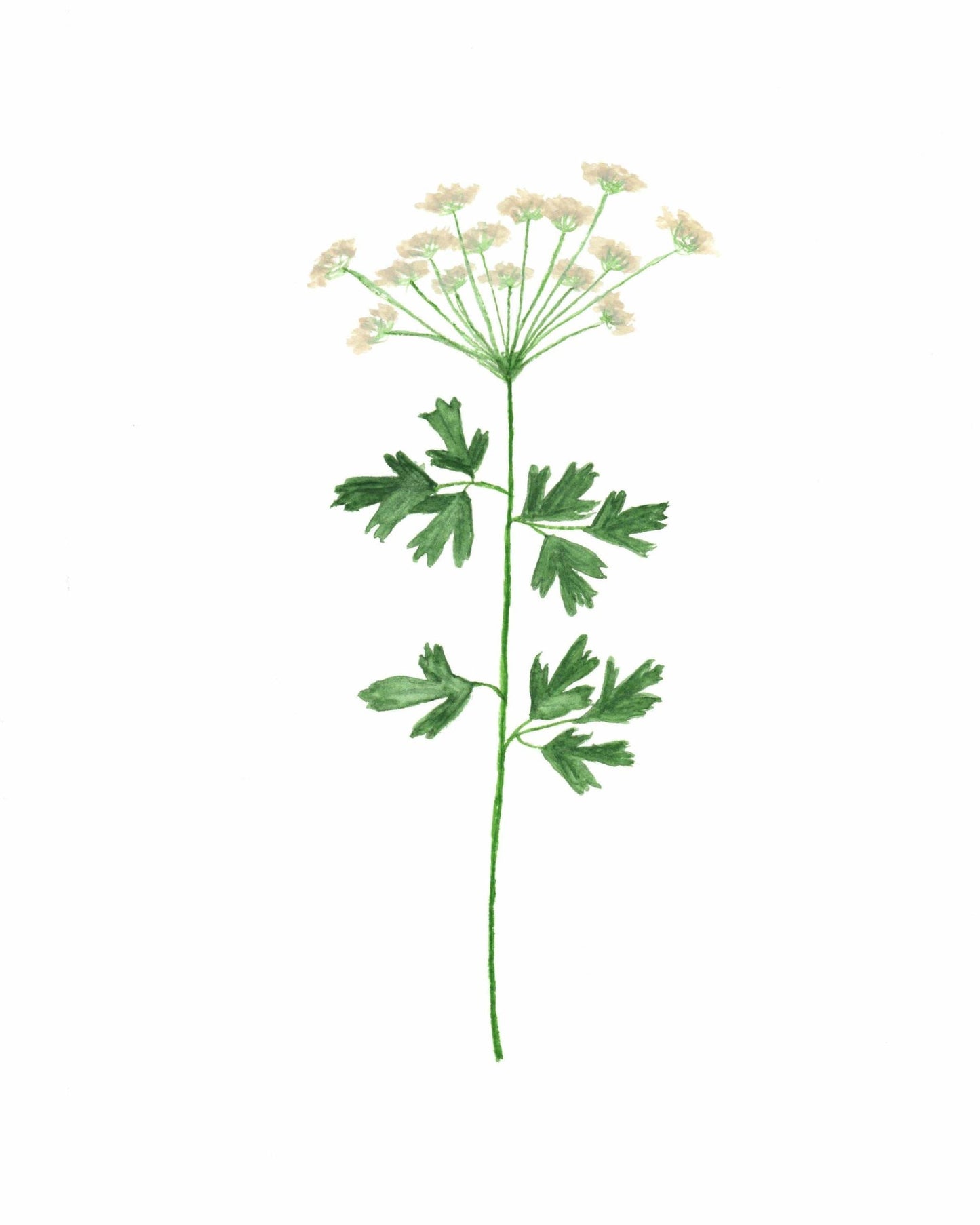 Parsley Watercolor Painting, Kitchen Art, Herb Painting, Botanical Art, Gardener Present Emilie Taylor Art