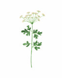 Parsley Watercolor Painting, Kitchen Art, Herb Painting, Botanical Art, Gardener Present Emilie Taylor Art