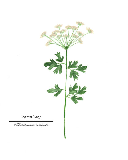 Parsley Watercolor Painting, Kitchen Art, Herb Painting, Botanical Art, Gardener Present Emilie Taylor Art