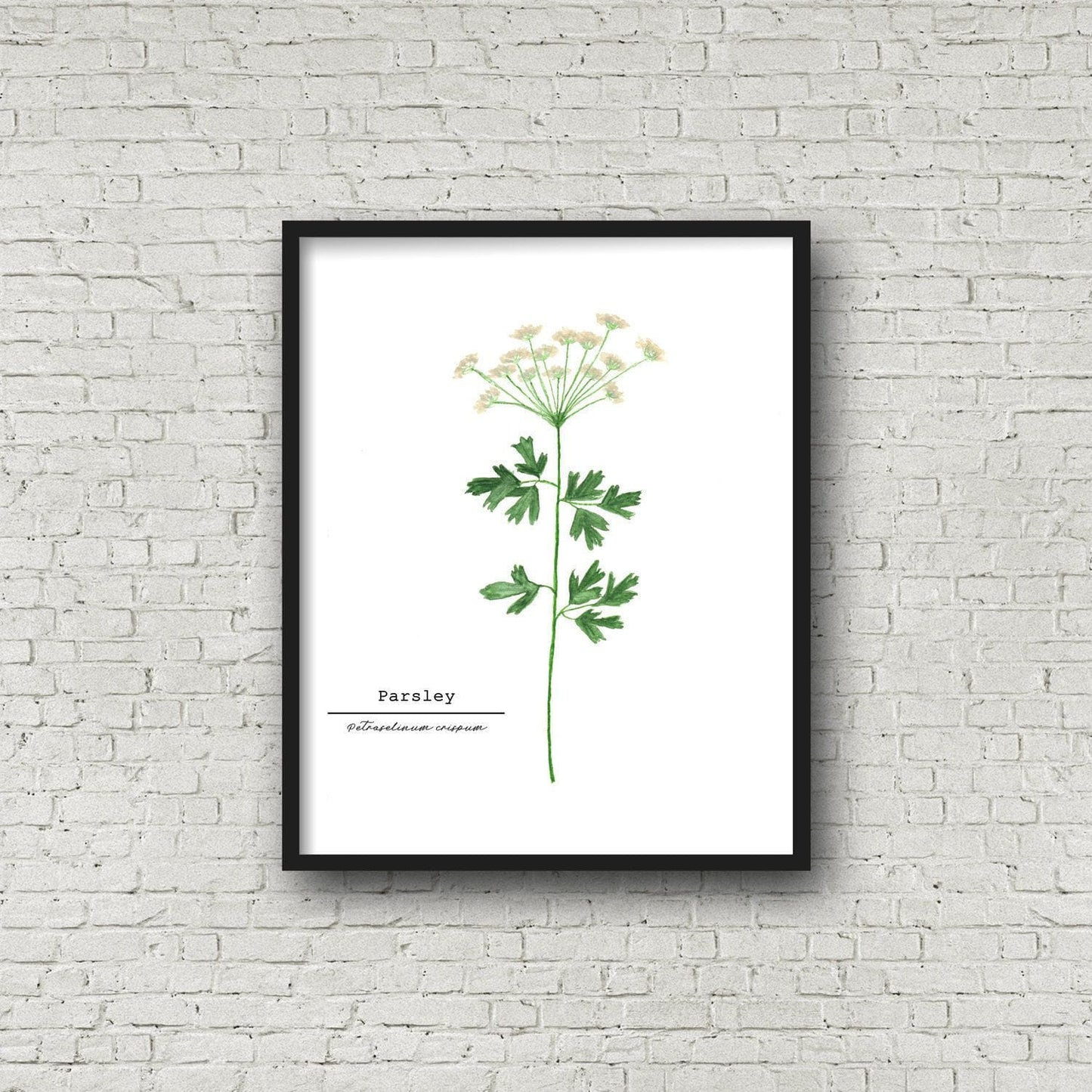Parsley Watercolor Painting, Kitchen Art, Herb Painting, Botanical Art, Gardener Present Emilie Taylor Art