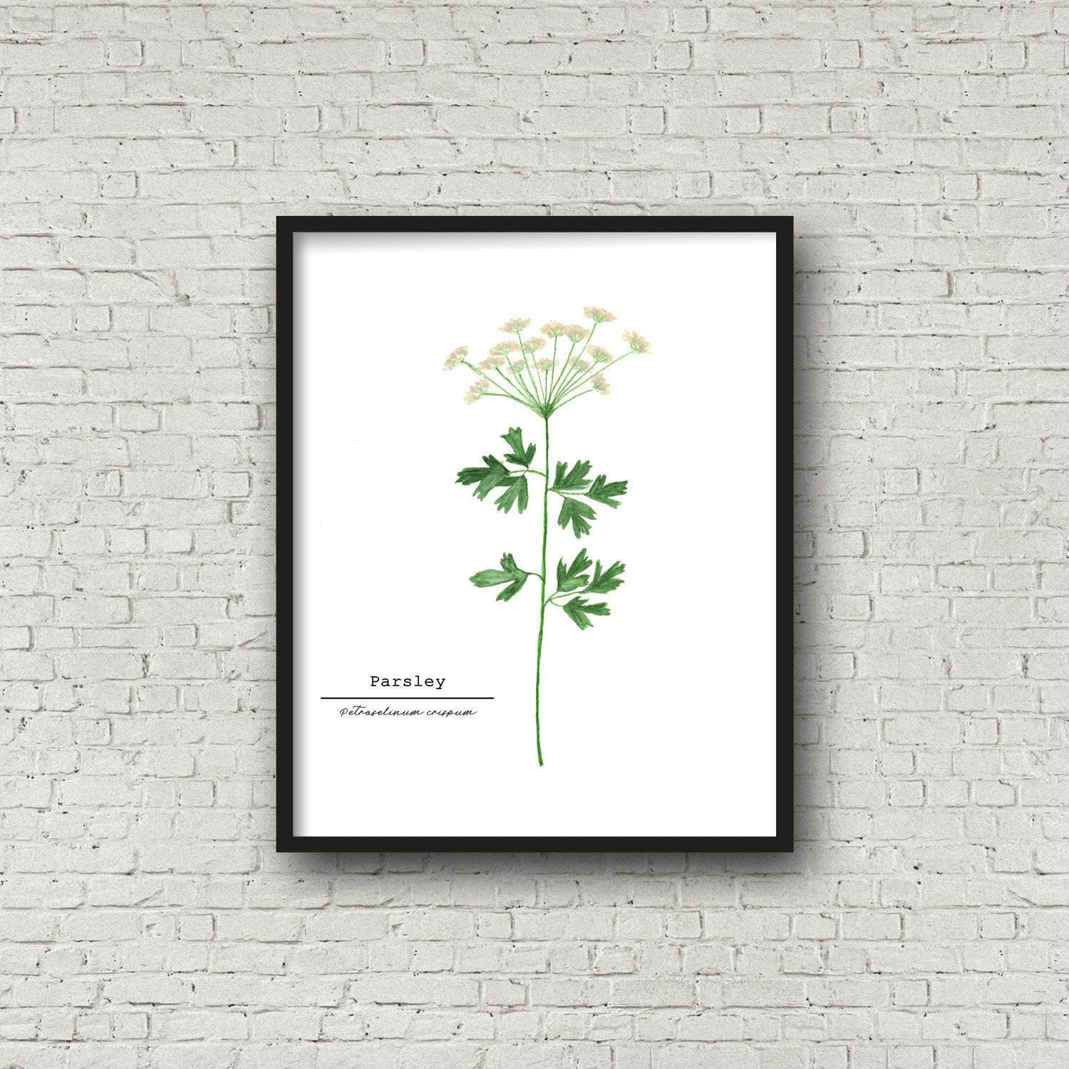 Parsley Watercolor Painting, Kitchen Art, Herb Painting, Botanical Art, Gardener Present Emilie Taylor Art