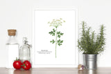 Parsley Watercolor Painting, Kitchen Art, Herb Painting, Botanical Art, Gardener Present Emilie Taylor Art
