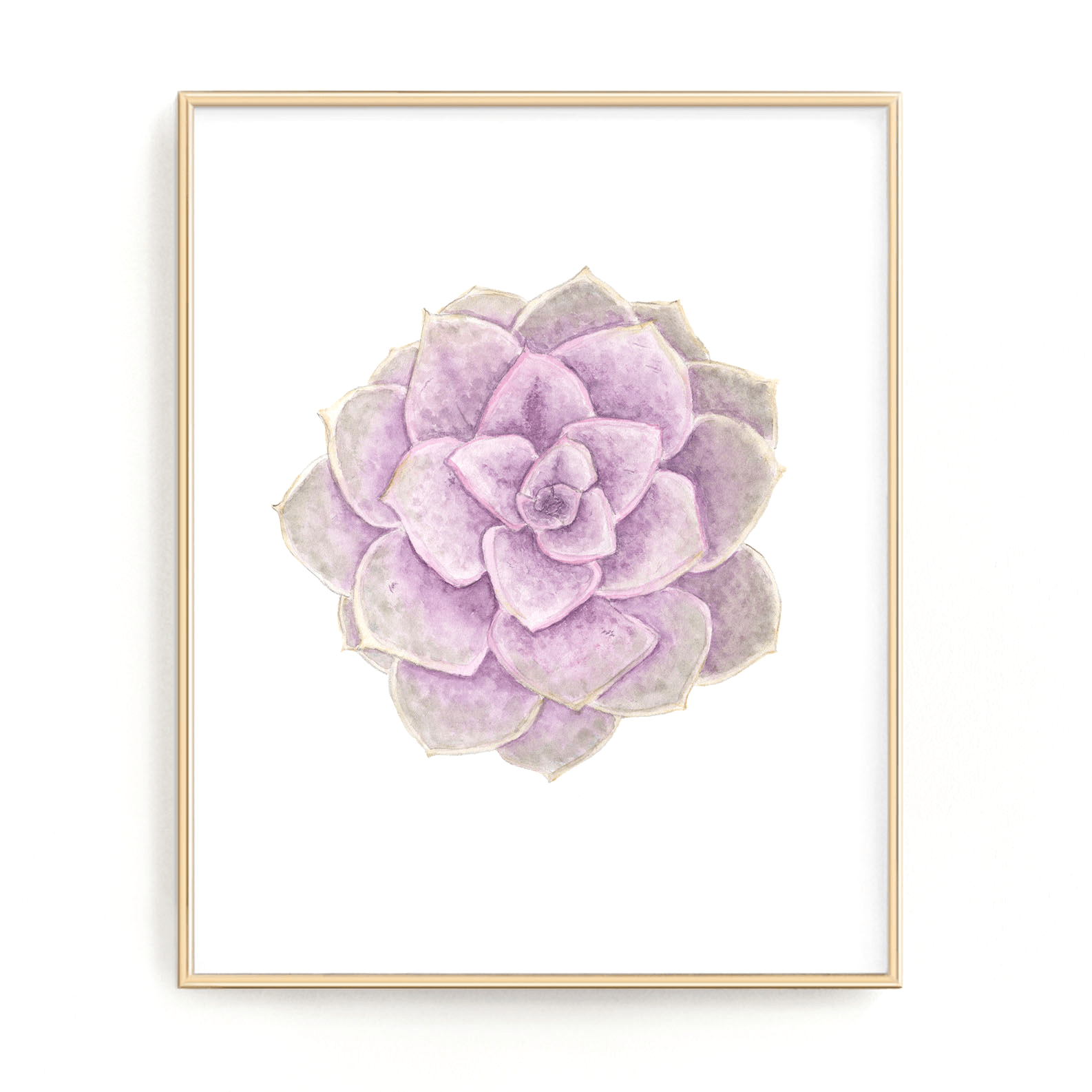 PVN Succulent Print, Watercolor Succulent Art PVN Echeveria, Purple Succulent, Perle Von Nurnberg Emilie Taylor Art