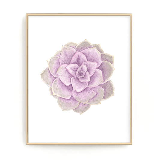 PVN Succulent Print, Watercolor Succulent Art PVN Echeveria, Purple Succulent, Perle Von Nurnberg Emilie Taylor Art