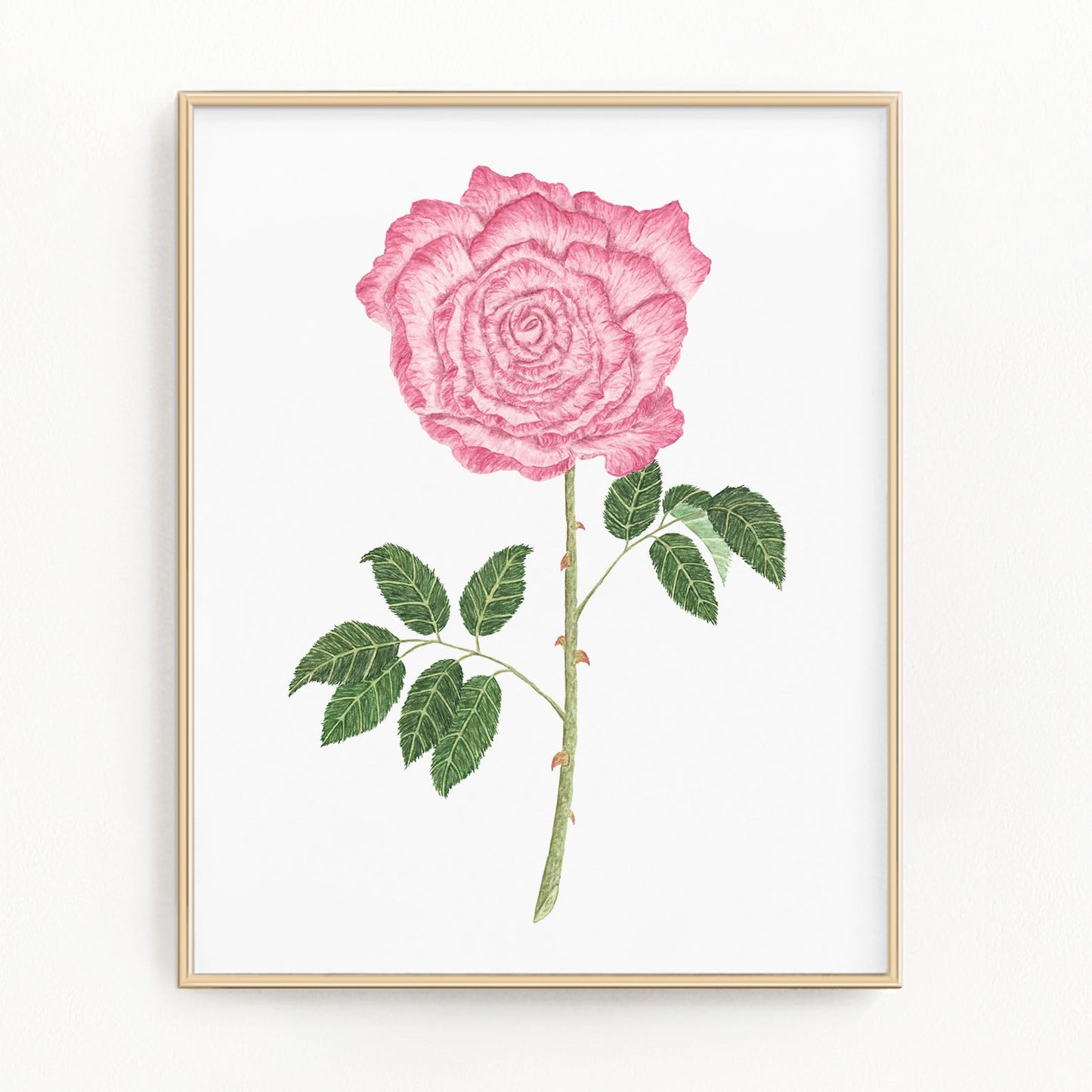 Rose Print, Watercolor Long Stem Rose Painting, Rose Art, Floral Art, Floral Print Emilie Taylor Art