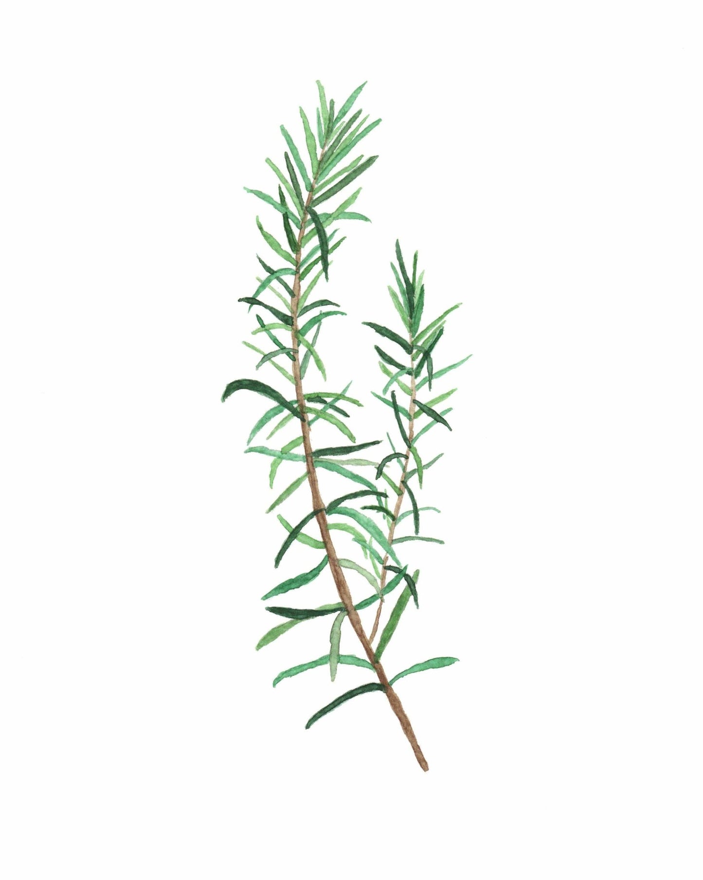 Rosemary Watercolor Painting, Kitchen Wall Art, Mother's Day Present , Herb Painting, Botanical Art Emilie Taylor Art