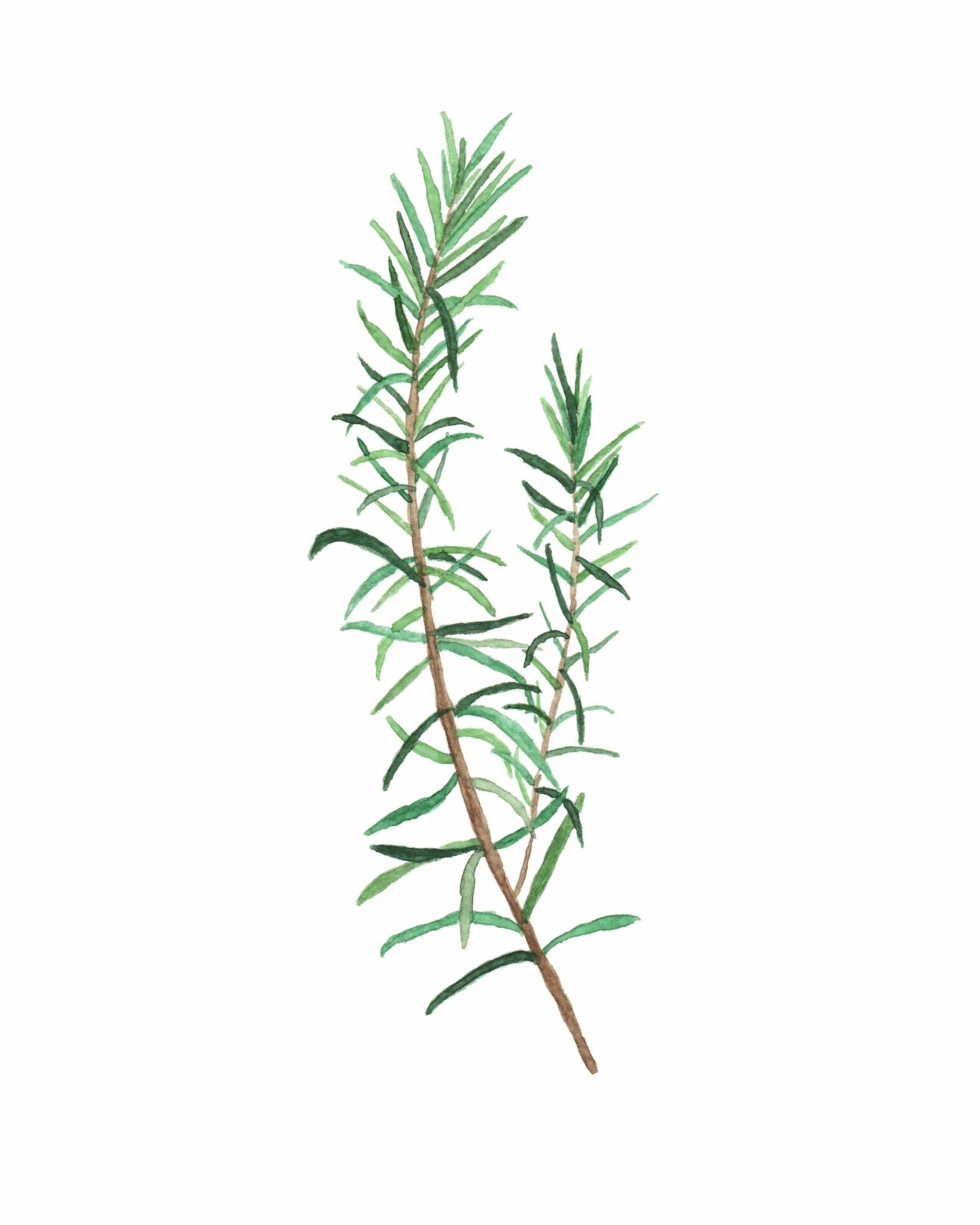 Rosemary Watercolor Painting, Kitchen Wall Art, Mother's Day Present , Herb Painting, Botanical Art Emilie Taylor Art