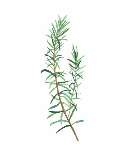 Rosemary Watercolor Painting, Kitchen Wall Art, Mother's Day Present , Herb Painting, Botanical Art Emilie Taylor Art