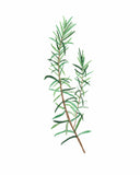 Rosemary Watercolor Painting, Kitchen Wall Art, Mother's Day Present , Herb Painting, Botanical Art Emilie Taylor Art