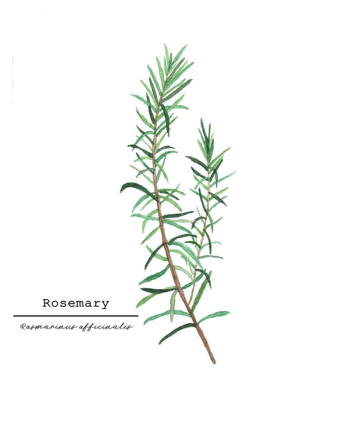 Rosemary Watercolor Painting, Kitchen Wall Art, Mother's Day Present , Herb Painting, Botanical Art Emilie Taylor Art