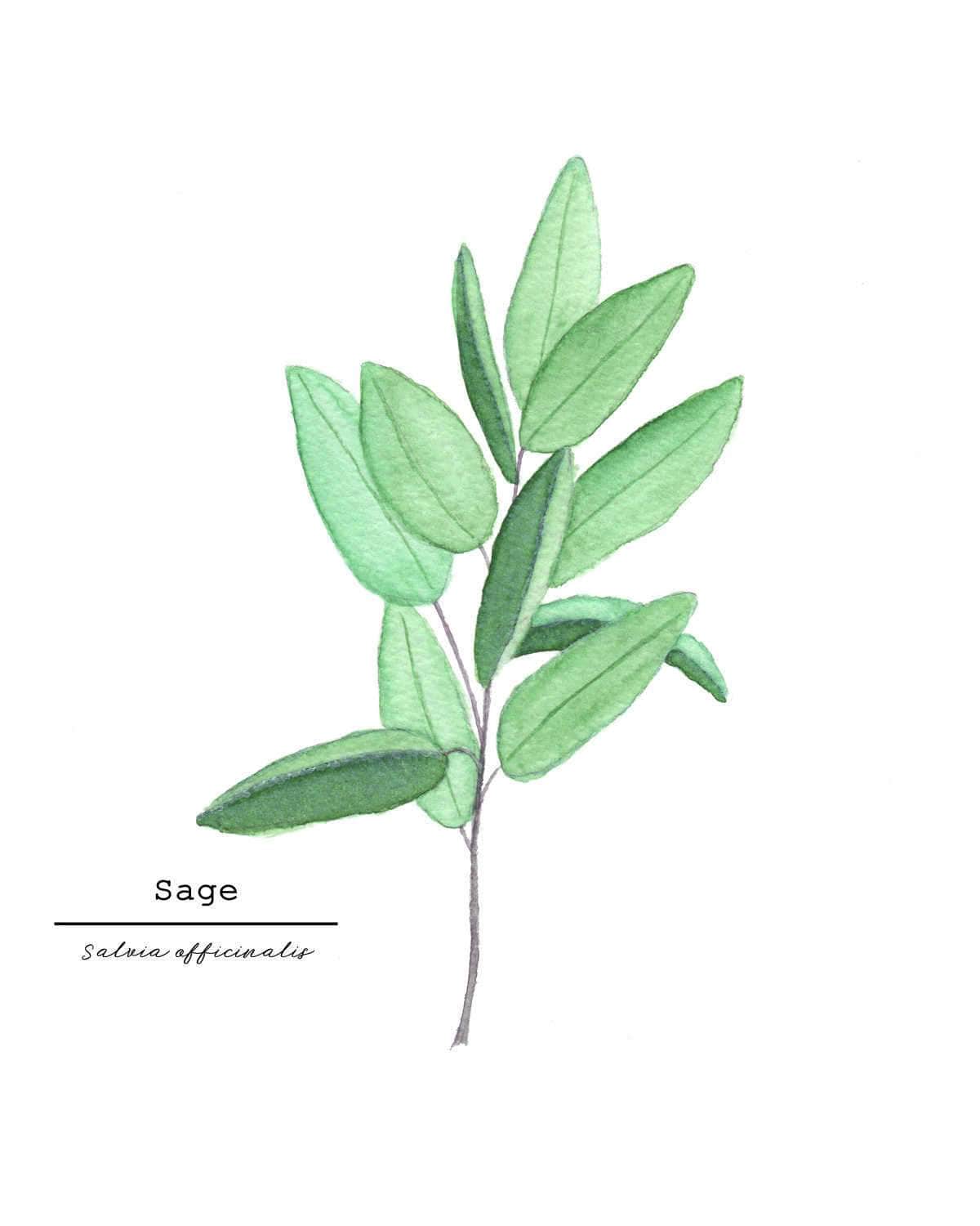 Sage Watercolor Painting, Kitchen Wall Art, Herb Painting, Botanical Art, Gardener Present Emilie Taylor Art