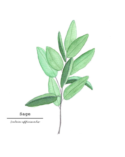 Sage Watercolor Painting, Kitchen Wall Art, Herb Painting, Botanical Art, Gardener Present Emilie Taylor Art