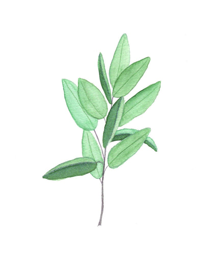 Sage Watercolor Painting, Kitchen Wall Art, Herb Painting, Botanical Art, Gardener Present Emilie Taylor Art