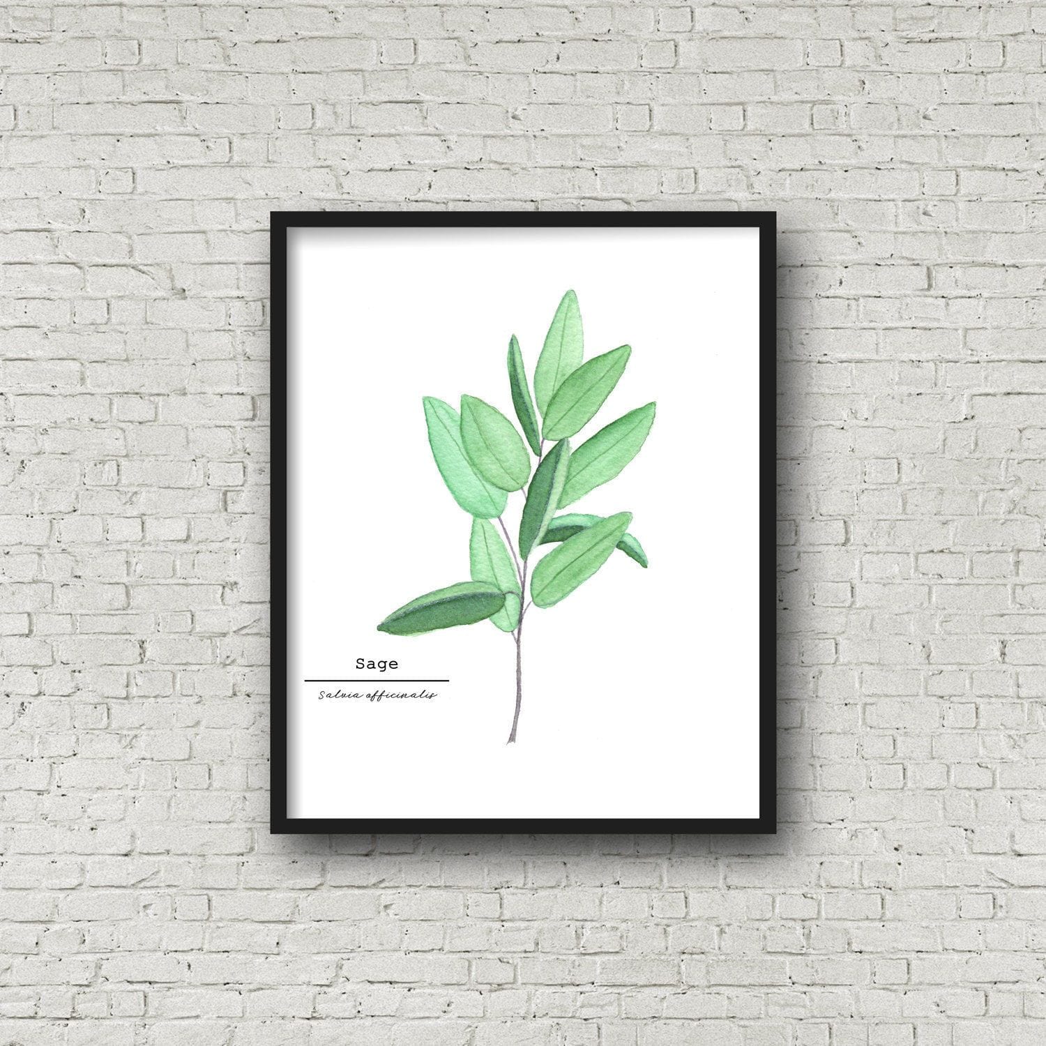 Sage Watercolor Painting, Kitchen Wall Art, Herb Painting, Botanical Art, Gardener Present Emilie Taylor Art