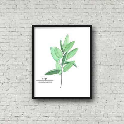 Sage Watercolor Painting, Kitchen Wall Art, Herb Painting, Botanical Art, Gardener Present Emilie Taylor Art