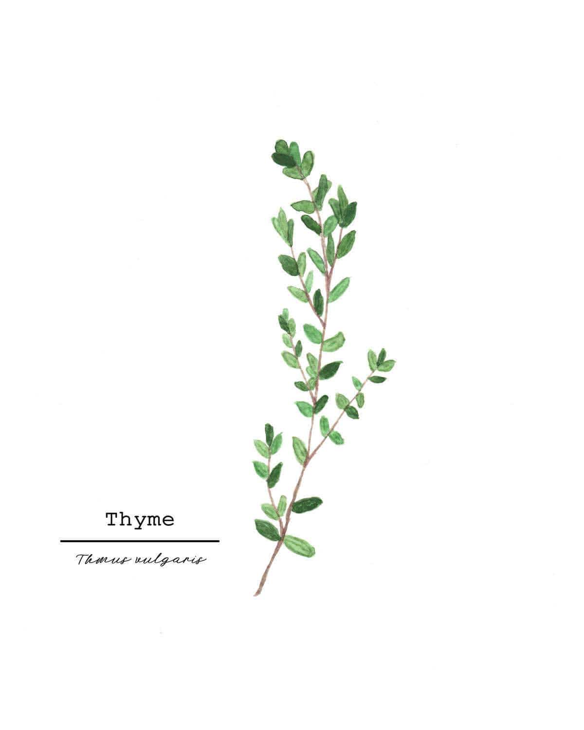 Thyme Watercolor Painting, Kitchen Wall Art, Herb Painting, Food Art, Botanical Art, Gardener Gift Emilie Taylor Art