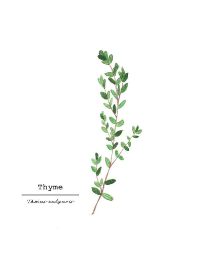 Thyme Watercolor Painting, Kitchen Wall Art, Herb Painting, Food Art, Botanical Art, Gardener Gift Emilie Taylor Art