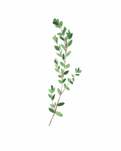 Thyme Watercolor Painting, Kitchen Wall Art, Herb Painting, Food Art, Botanical Art, Gardener Gift Emilie Taylor Art