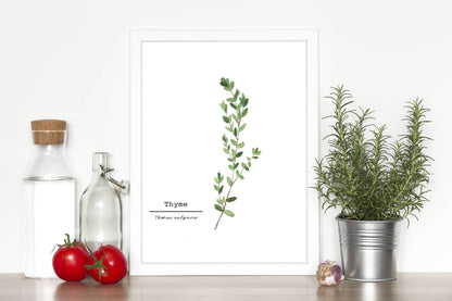 Thyme Watercolor Painting, Kitchen Wall Art, Herb Painting, Food Art, Botanical Art, Gardener Gift Emilie Taylor Art