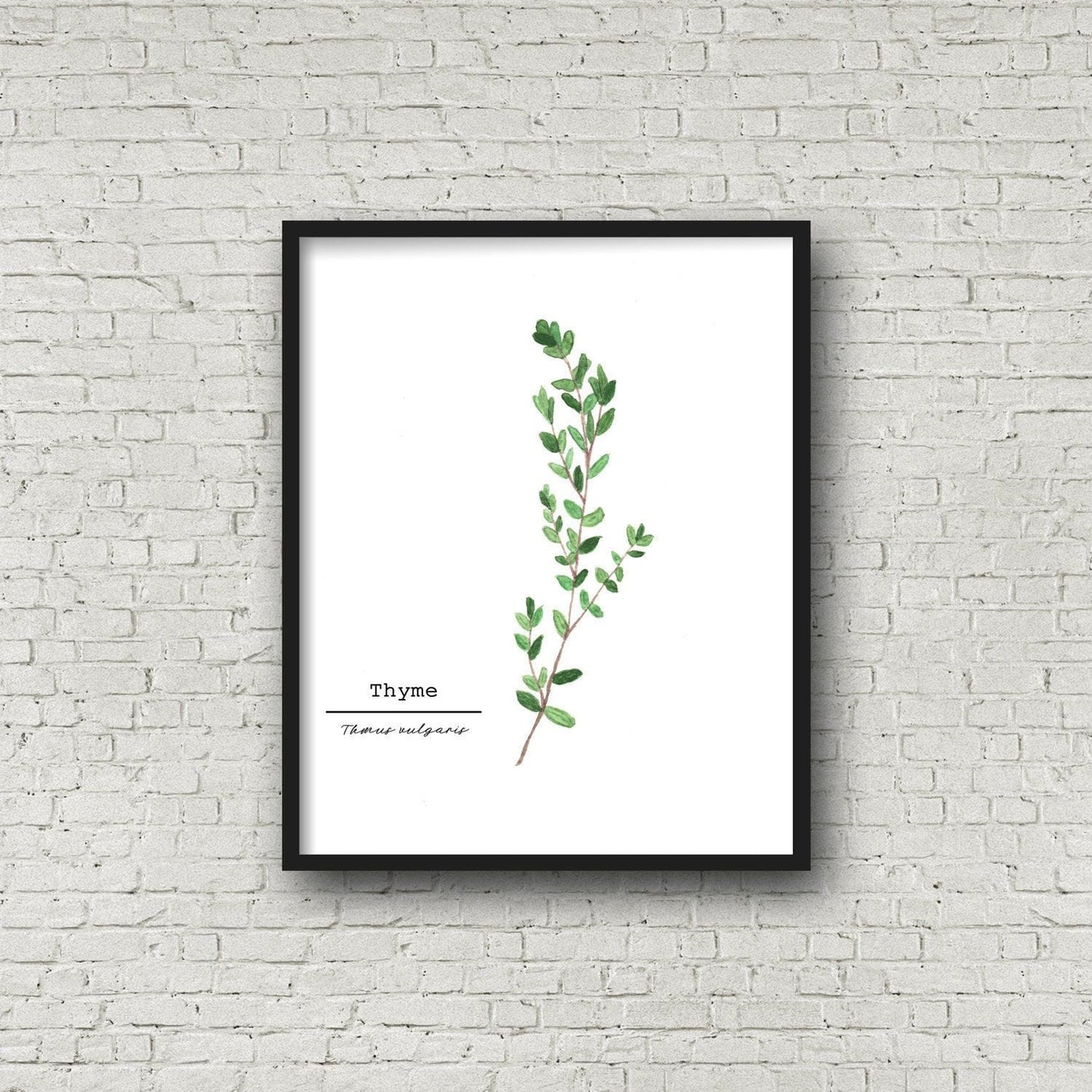 Thyme Watercolor Painting, Kitchen Wall Art, Herb Painting, Food Art, Botanical Art, Gardener Gift Emilie Taylor Art