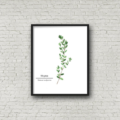 Thyme Watercolor Painting, Kitchen Wall Art, Herb Painting, Food Art, Botanical Art, Gardener Gift Emilie Taylor Art