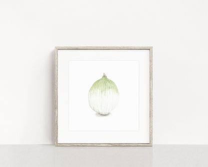 Watercolor Onion Painting, Kitchen Art, Vegetable Print, Onion Art, White onion, Garden Plant art Emilie Taylor Art