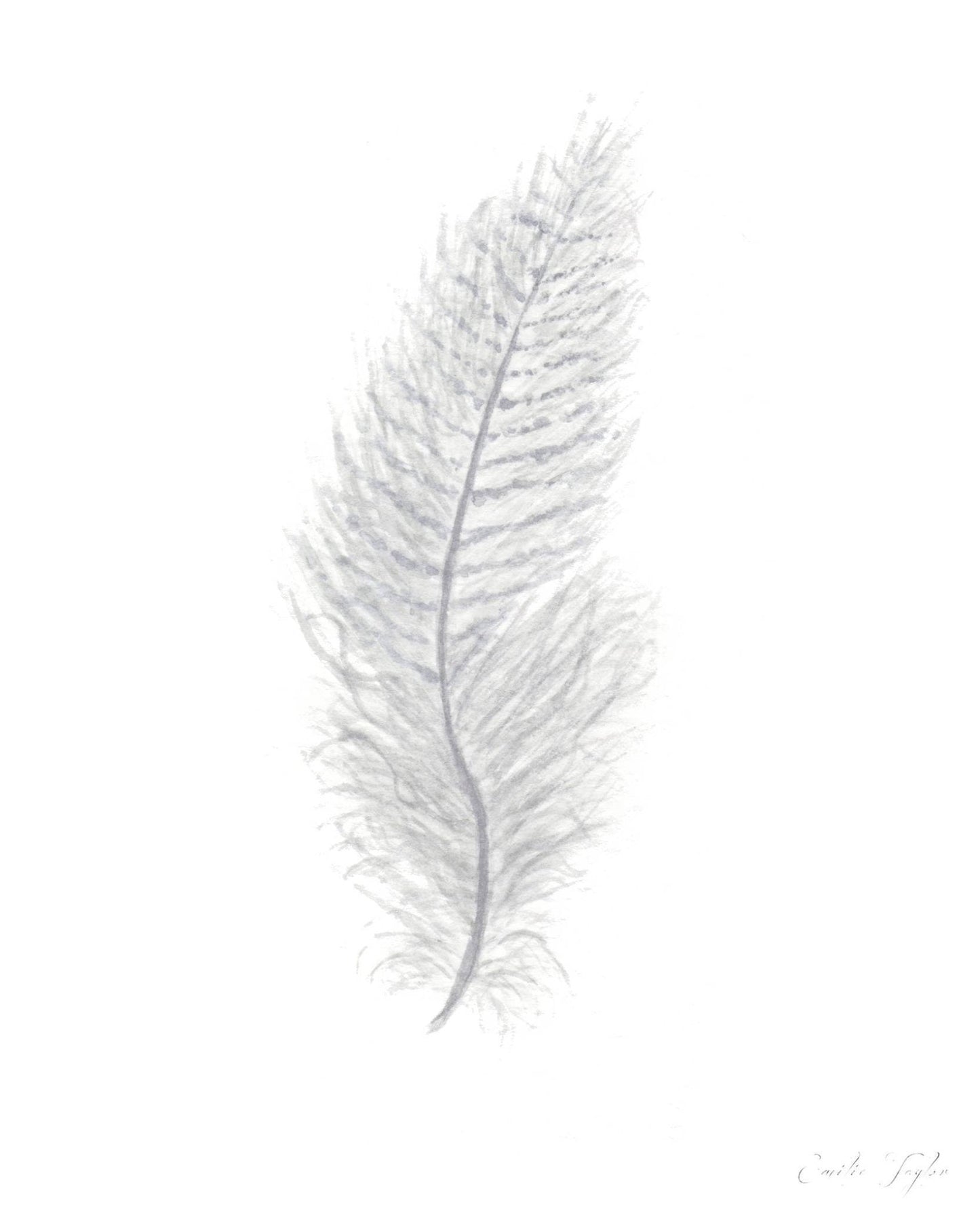 White Watercolor Feather, Feather Print, Grey Feather, Bird Feather, Grey Decor, Feather wall art Emilie Taylor Art