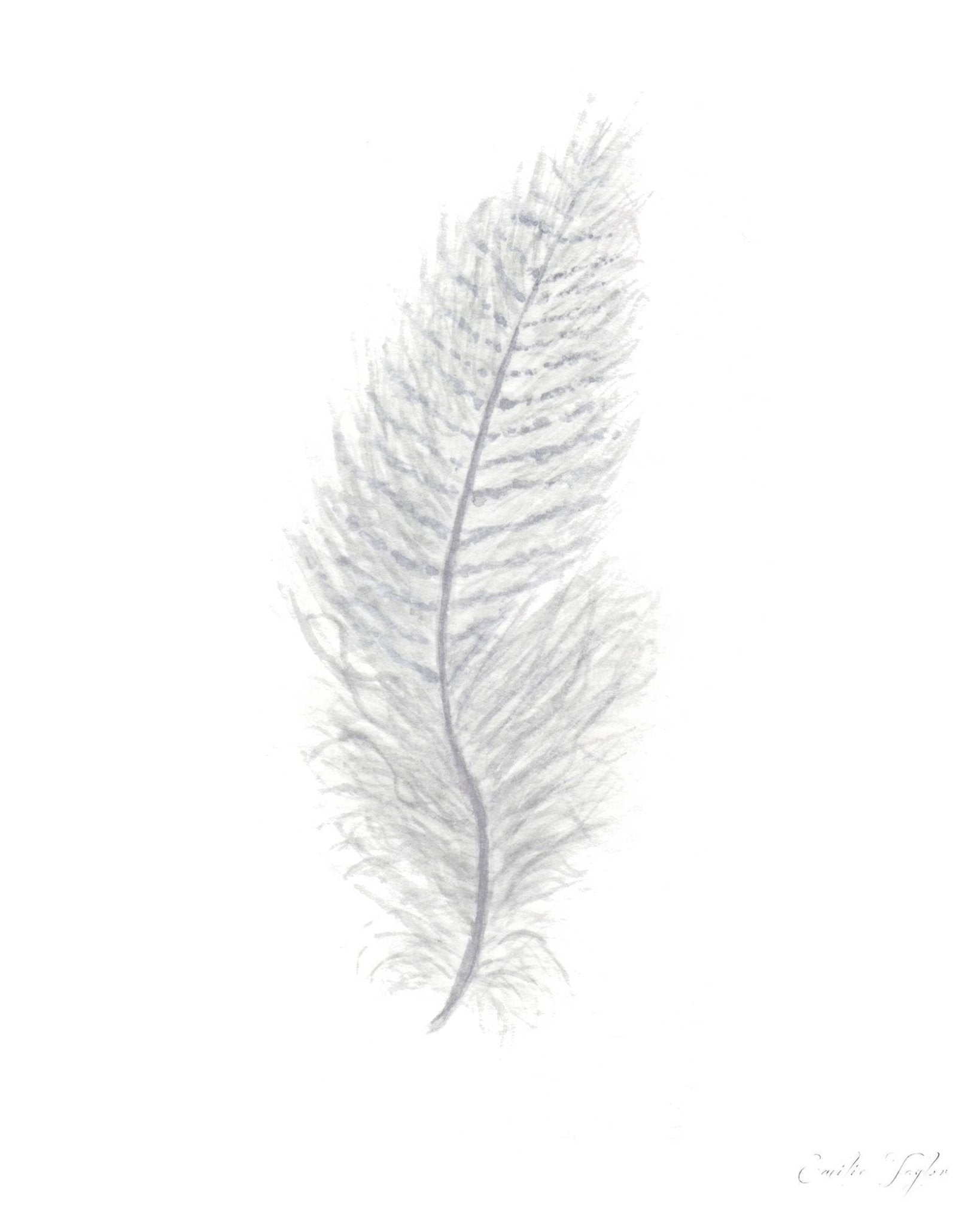 White Watercolor Feather, Feather Print, Grey Feather, Bird Feather, Grey Decor, Feather wall art Emilie Taylor Art