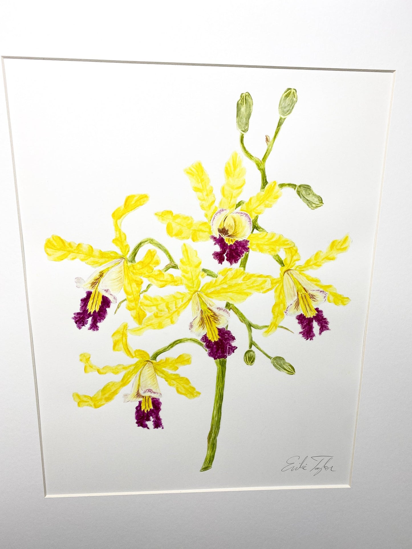 Wild Banana Orchid Original Painting Mated to size 16x20 Emilie Taylor Art