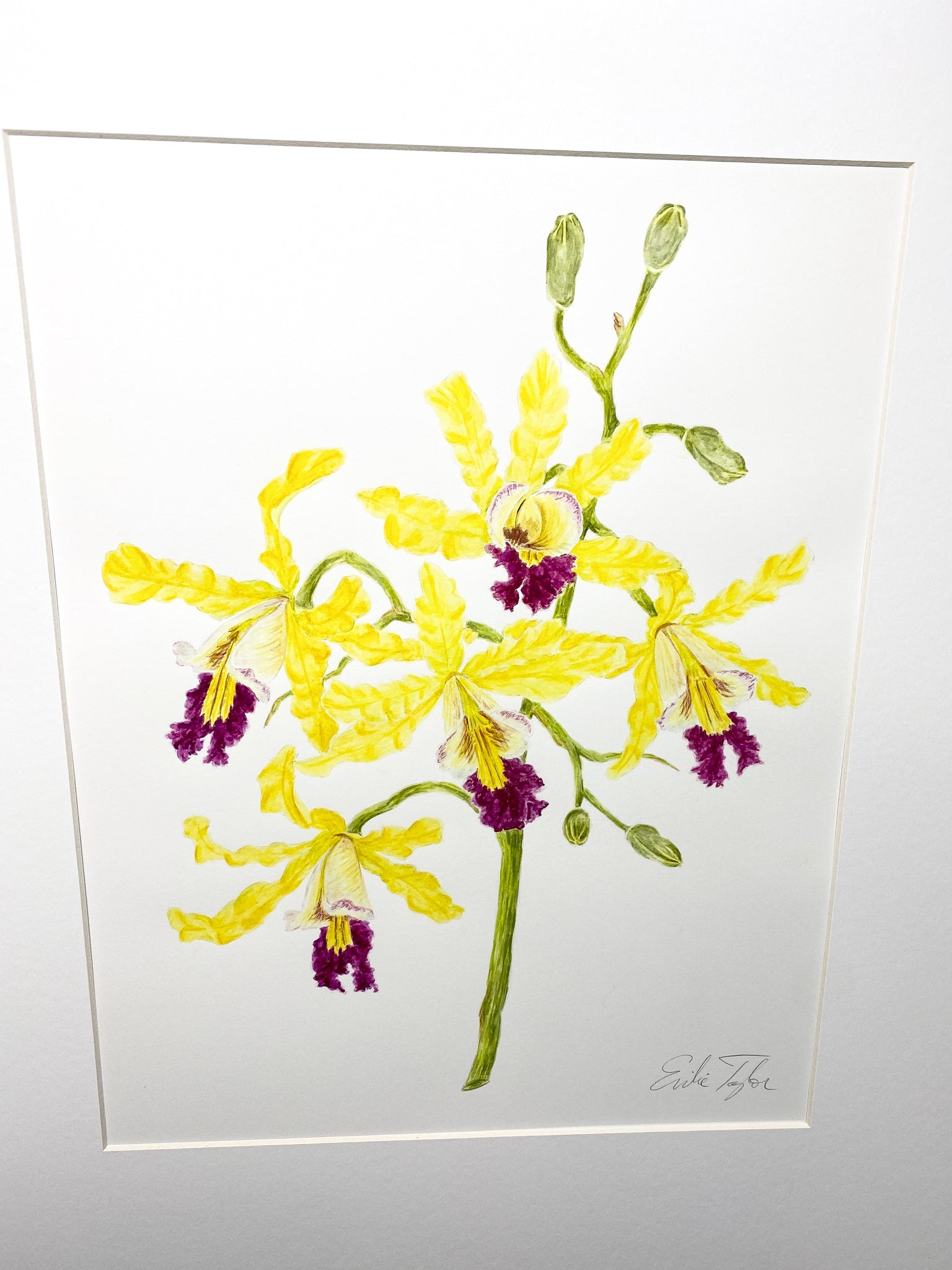 Wild Banana Orchid Original Painting Mated to size 16x20 Emilie Taylor Art